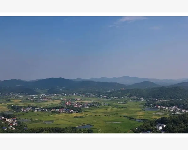 金桔：止咳化痰的中医佳品